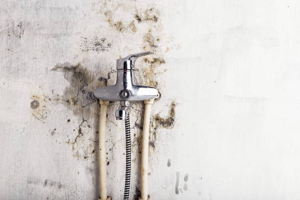 Best Residential Mold Removal  in Harrisville, WV
