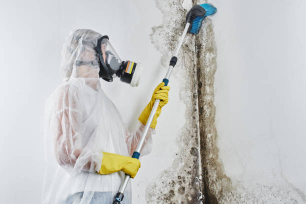 Best Professional Mold Removal  in Harrisville, WV