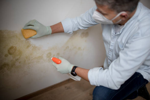 Best Crawl Space Mold Removal  in Harrisville, WV