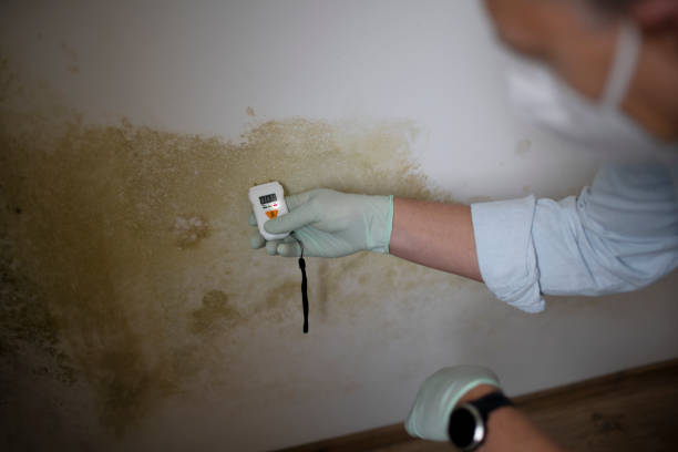 Best Water Damage Restoration  in Harrisville, WV