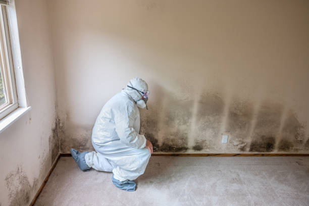 Best Affordable Mold Removal  in Harrisville, WV